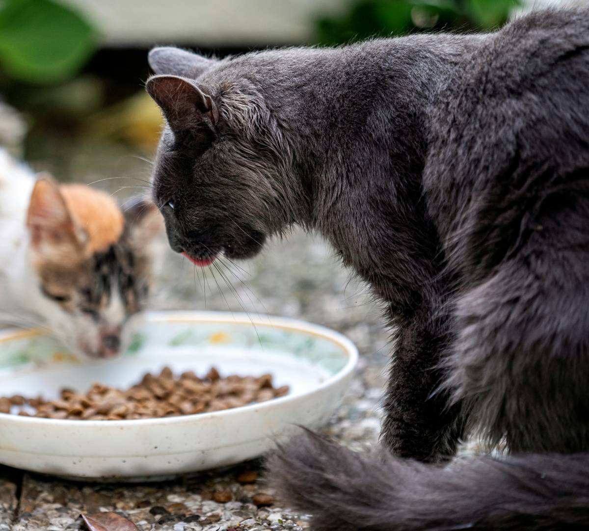 Feeding time cats. 2019, Istanbul.