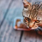 How to Supplement Copper: A Vet-Backed Guide for Pet Parents