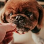 How to Take Copper Supplement for Pets: A Vet-Backed Guide to Safe, Effective Use