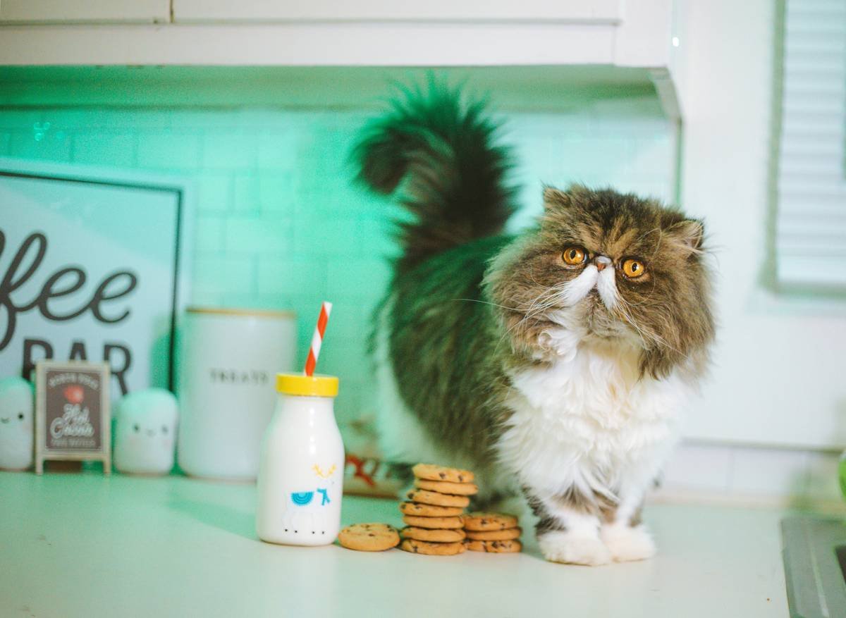 ig : starfleetpets