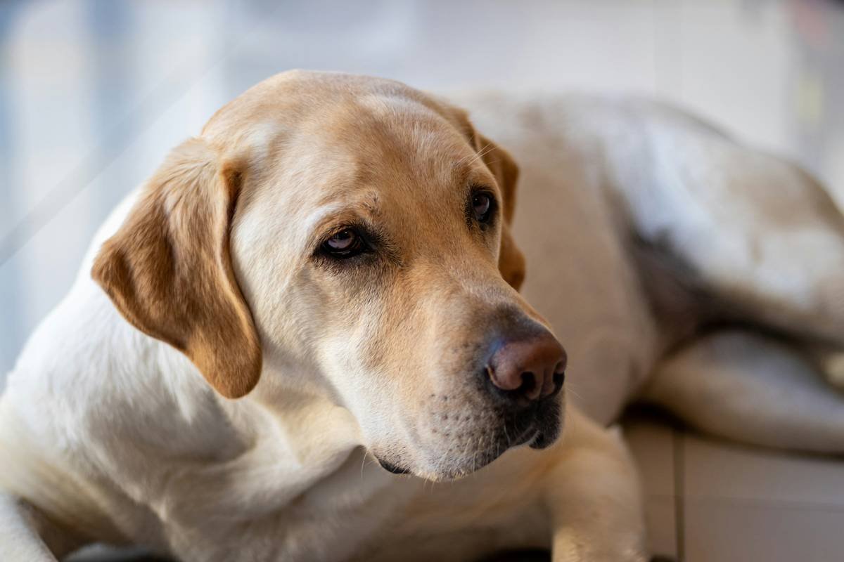 Is Copper Zinc Superoxide Dismutase the Missing Link in Your Pet’s Antioxidant Defense?