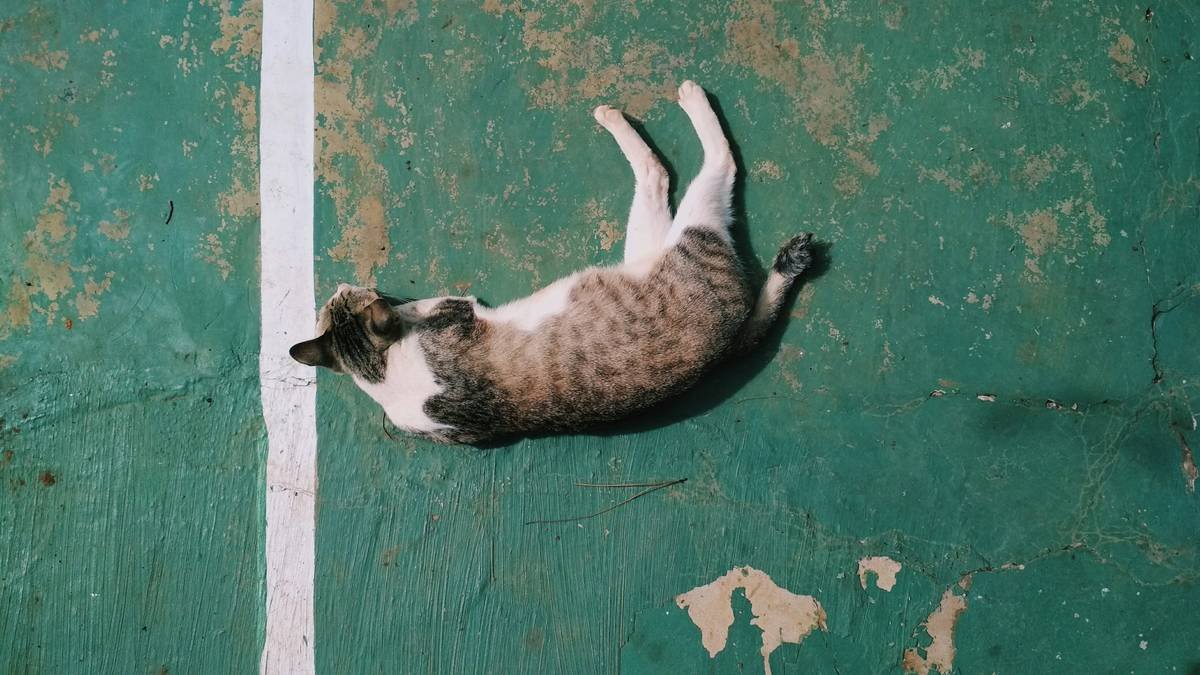 Just a cat taking a nap.