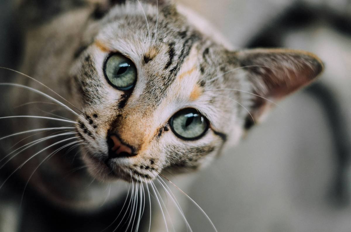 Macro of cat’s head