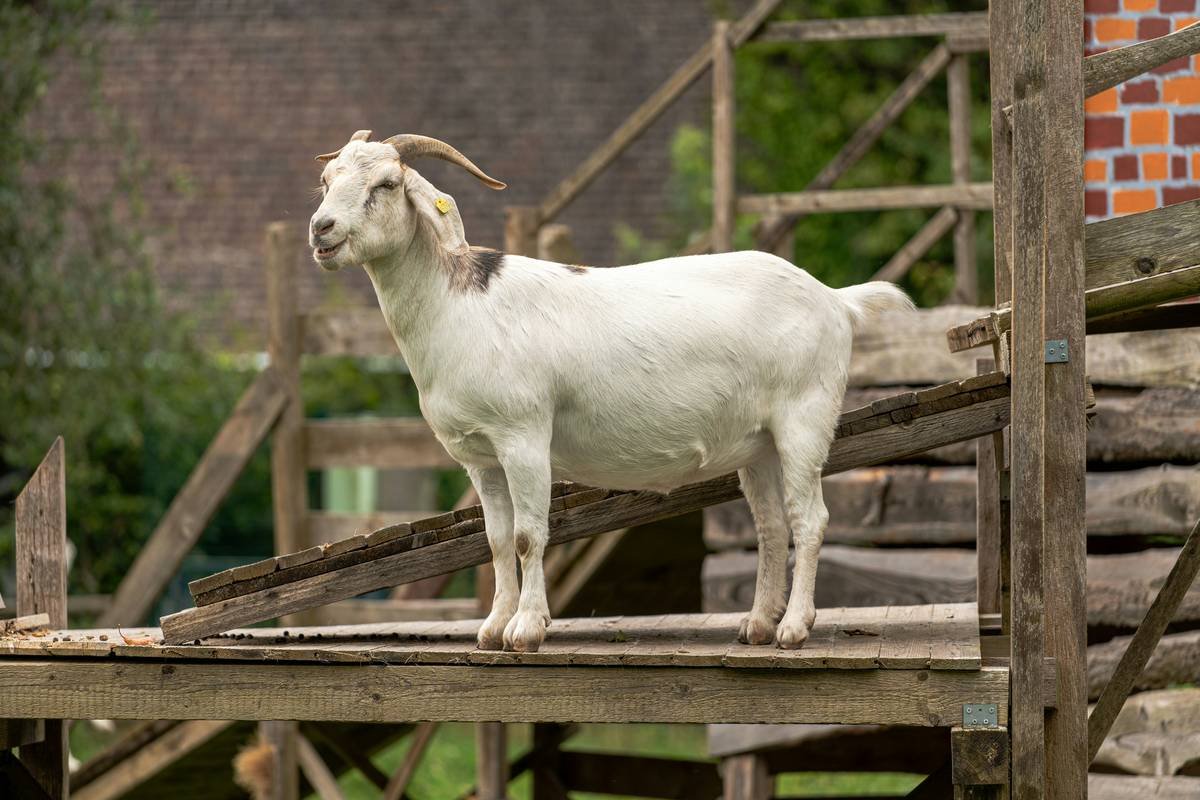 Side-by-side photo: healthy black goat with glossy coat vs. copper-deficient goat with faded, rusty-brown hair and dull eyes