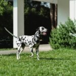 Tommy Copper for Dogs: What Pet Parents *Actually* Need to Know (Spoiler: It’s Not a Magic Pill)