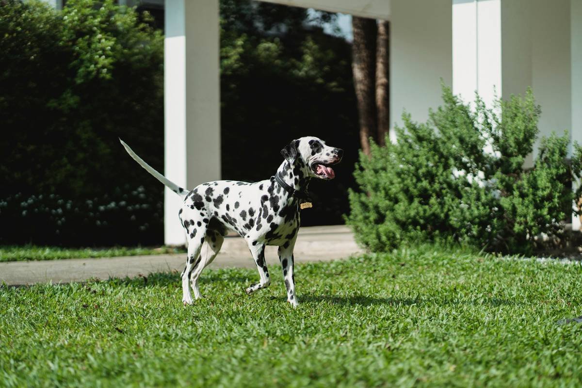 Tommy Copper for Dogs: What Pet Parents *Actually* Need to Know (Spoiler: It’s Not a Magic Pill)