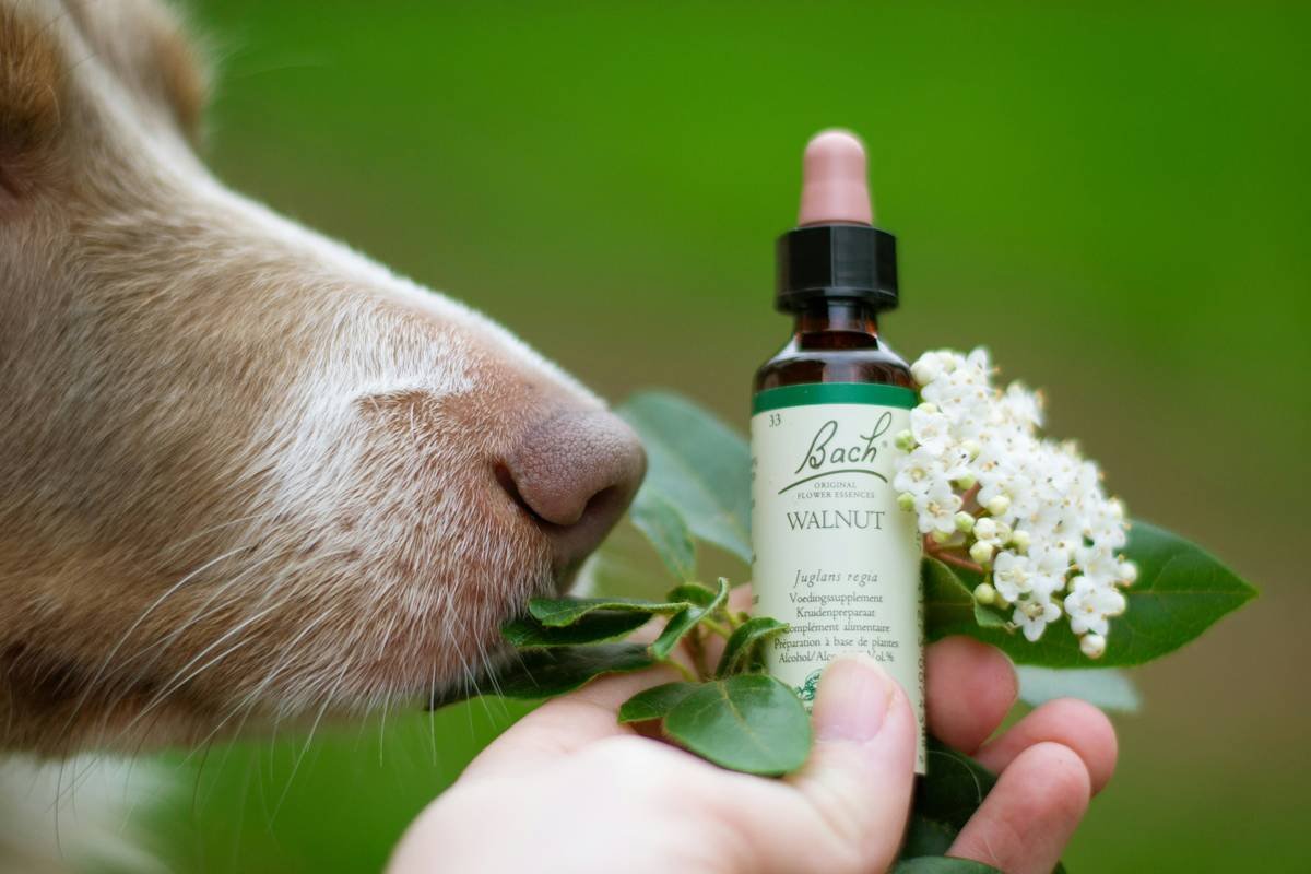 What Does Copper in Superoxide Dismutase Act As? The Pet Owner’s Guide to This Critical Antioxidant Cofactor