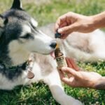 What Is K Copper? The Truth About This Pet Supplement Ingredient You’ve Probably Never Heard Of