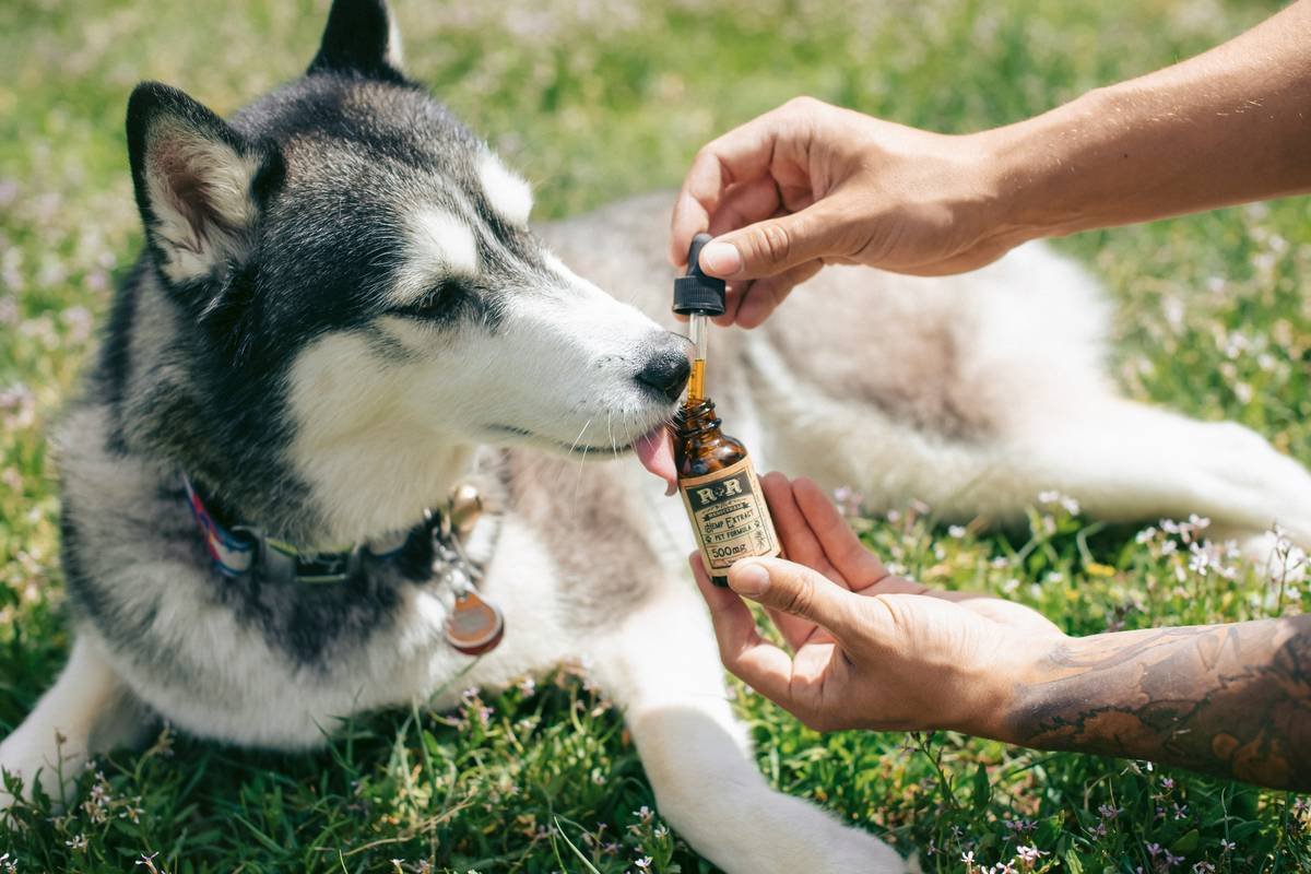 What Is K Copper? The Truth About This Pet Supplement Ingredient You’ve Probably Never Heard Of
