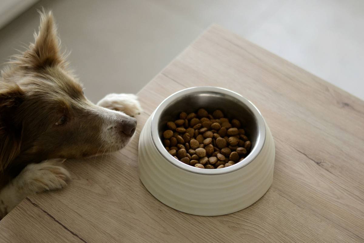 What Is the Copper Zinc Superoxide Dismutase Mechanism—And Why Should Pet Owners Care?