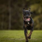 What Pet Owners Get Wrong About Copper Chaperone for Superoxide Dismutase (And Why It Matters for Your Dog’s Health)