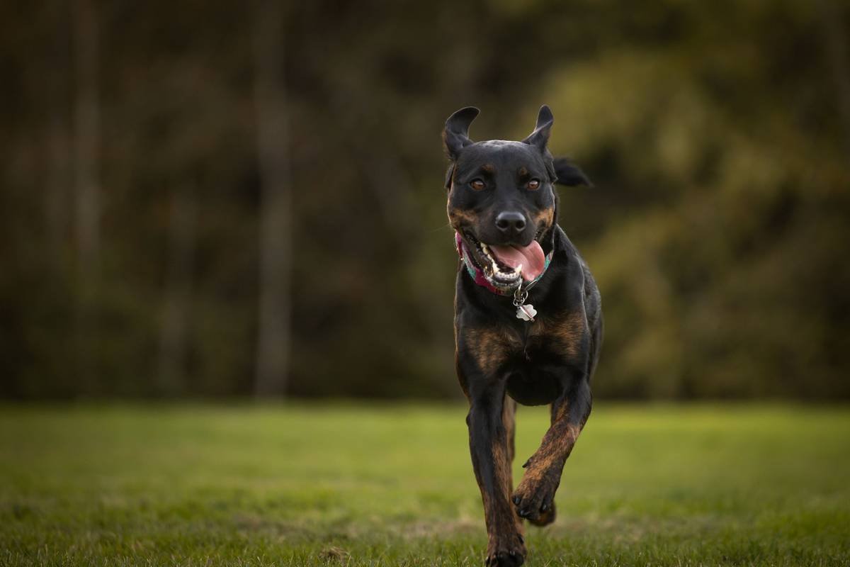 What Pet Owners Get Wrong About Copper Chaperone for Superoxide Dismutase (And Why It Matters for Your Dog’s Health)