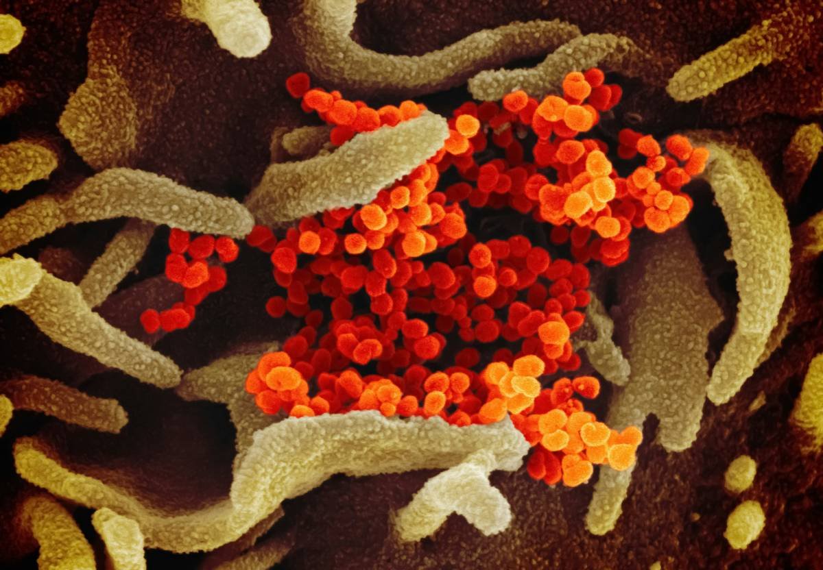 What Pet Owners Get Wrong About Copper Enzyme Superoxide Dismutase (And How to Use It Right)