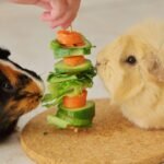 What Pet Owners Need to Know About Superoxide Dismutase Copper Chaperone