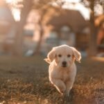 What Pet Parents *Really* Need to Know About the Copper Zinc Superoxide Dismutase Structure