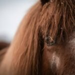 Why Your Horse Might Need a Copper and Zinc Horse Supplement—And How to Get It Right