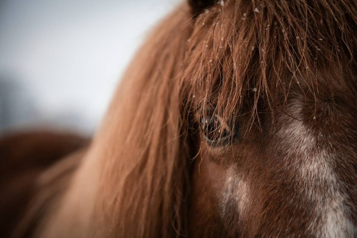 Why Your Horse Might Need a Copper and Zinc Horse Supplement—And How to Get It Right