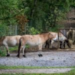 Why Your Horse Might Need a Copper Zinc Supplement—And How to Get It Right