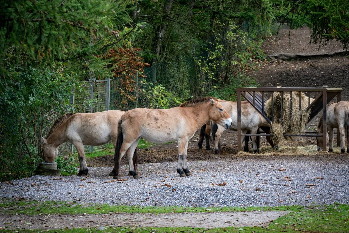 Why Your Horse Might Need a Copper Zinc Supplement—And How to Get It Right