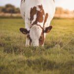 enzyme copper zinc superoxide dismutase 1: The Overlooked Key to Pet Enzyme Health