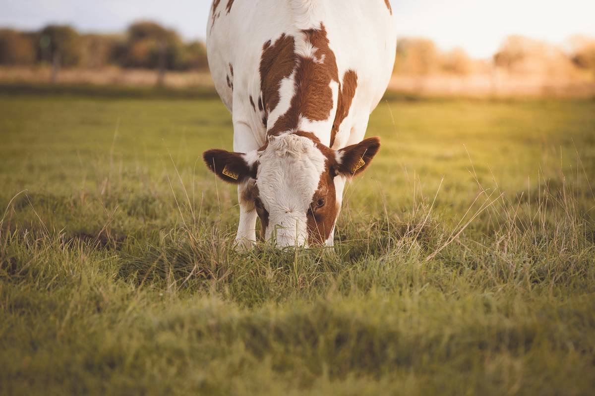 enzyme copper zinc superoxide dismutase 1: The Overlooked Key to Pet Enzyme Health