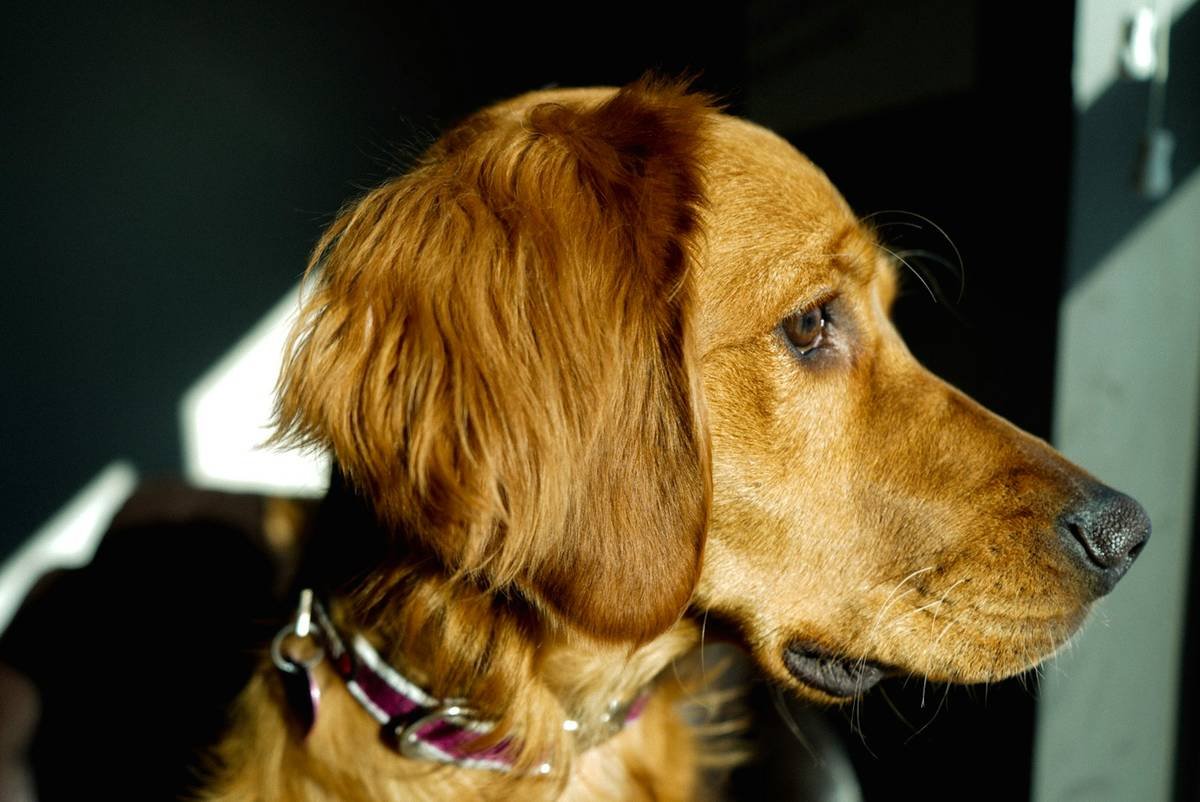 Is Your Pet Missing This Essential Mineral? The Truth About x copper professional corporation and Copper Supplements for Dogs & Cats