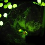 Why mitochondrial superoxide dismutase contains copper—and what that means for your pet’s supplement choices