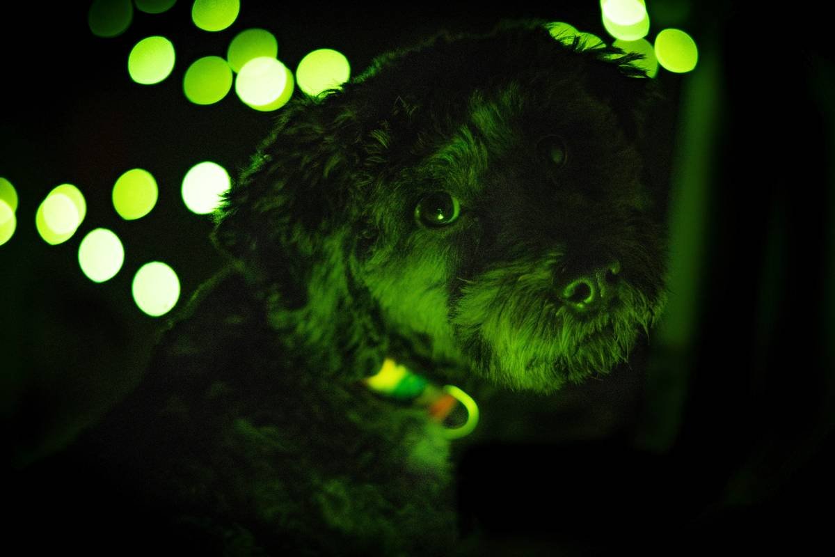 Why mitochondrial superoxide dismutase contains copper—and what that means for your pet’s supplement choices