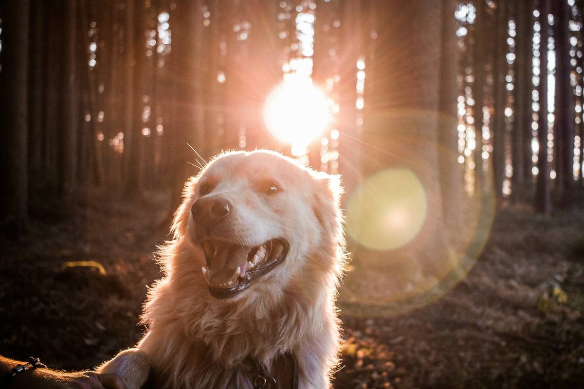 Why “Superoxide Dismutase Contains Copper” Matters for Your Pet’s Long-Term Health