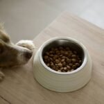 Why Your Pet Needs Copper Containing Enzymes Superoxide Dismutase—And Most Supplements Miss the Mark